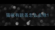 猫咪有跳蚤怎么去除