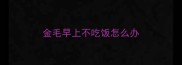 金毛早上不吃饭怎么办