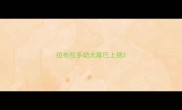 拉布拉多幼犬尾巴上翘