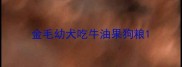 金毛幼犬吃牛油果狗粮