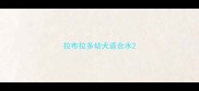 拉布拉多幼犬适合水