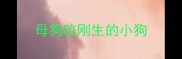 母狗咬刚生的小狗
