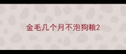 金毛几个月不泡狗粮