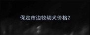 保定市边牧幼犬价格