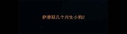 萨摩耶几个月生小狗