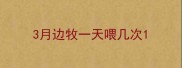 3月边牧一天喂几次