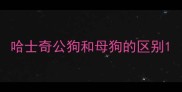 哈士奇公狗和母狗的区别