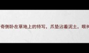 封面图哈士奇侧卧在草地上的特写爪垫沾着泥土眼神迷茫望向镜头