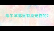哈尔滨哪里有卖宠物的