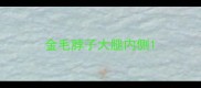 金毛脖子大腿内侧