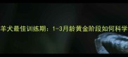边境牧羊犬最佳训练期1-3月龄黄金阶段如何科学启蒙
