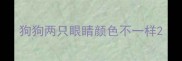 狗狗两只眼睛颜色不一样