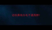 边牧鼻线白毛不通围脖