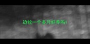 边牧一个多月好养吗