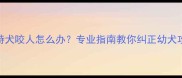 4个月比特犬咬人怎么办专业指南教你纠正幼犬攻击行为