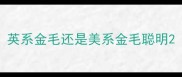 英系金毛还是美系金毛聪明