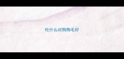 吃什么对狗狗毛好