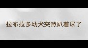 拉布拉多幼犬突然趴着尿了