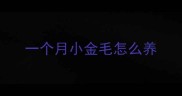 一个月小金毛怎么养