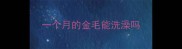 一个月的金毛能洗澡吗