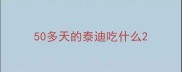 50多天的泰迪吃什么