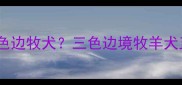 如何购买纯种三色边牧犬三色边境牧羊犬正规购买渠道全
