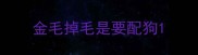 金毛掉毛是要配狗