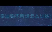 泰迪狗不听话怎么训练