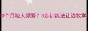 边境牧羊犬10个月咬人频繁3步训练法让边牧学会自我控制