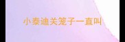 小泰迪关笼子一直叫