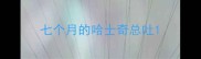 七个月的哈士奇总吐