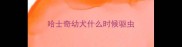 哈士奇幼犬什么时候驱虫
