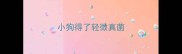 小狗得了轻微真菌