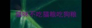 猫咪不吃猫粮吃狗粮