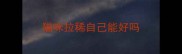 猫咪拉稀自己能好吗