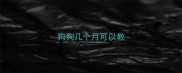 狗狗几个月可以教