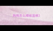 狗狗怎么喂板蓝根