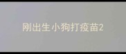 刚出生小狗打疫苗