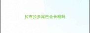 拉布拉多尾巴会长粗吗
