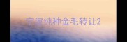 宁波纯种金毛转让