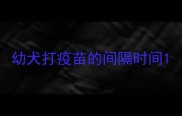 幼犬打疫苗的间隔时间