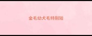 金毛幼犬毛特别短