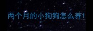 两个月的小狗狗怎么养