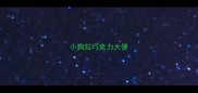 小狗拉巧克力大便
