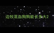 边牧混血狗狗能长多大