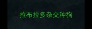拉布拉多杂交种狗