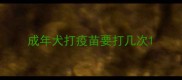 成年犬打疫苗要打几次