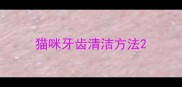 猫咪牙齿清洁方法