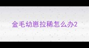 金毛幼崽拉稀怎么办