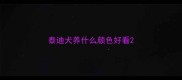 泰迪犬养什么颜色好看